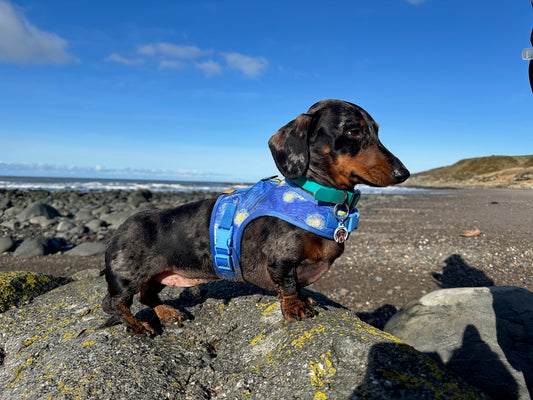 Starry Night Sausage Dachshund Harness - Wieners Wardrobe