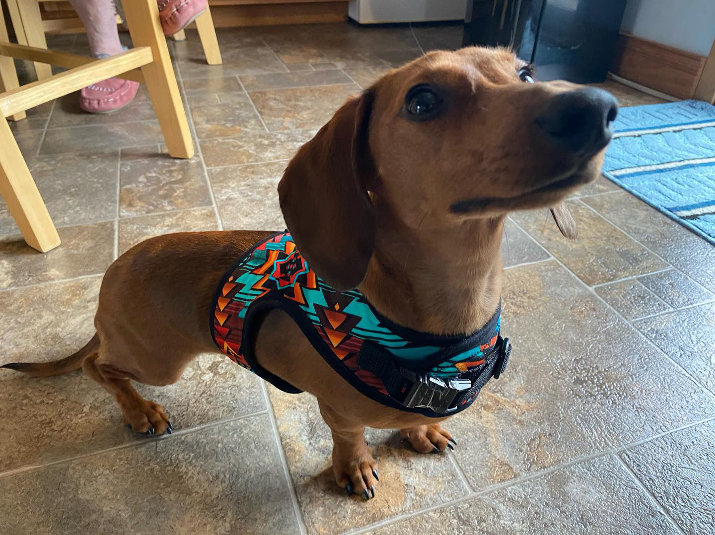 Wyoming Wiener Dachshund Harness - Wieners Wardrobe