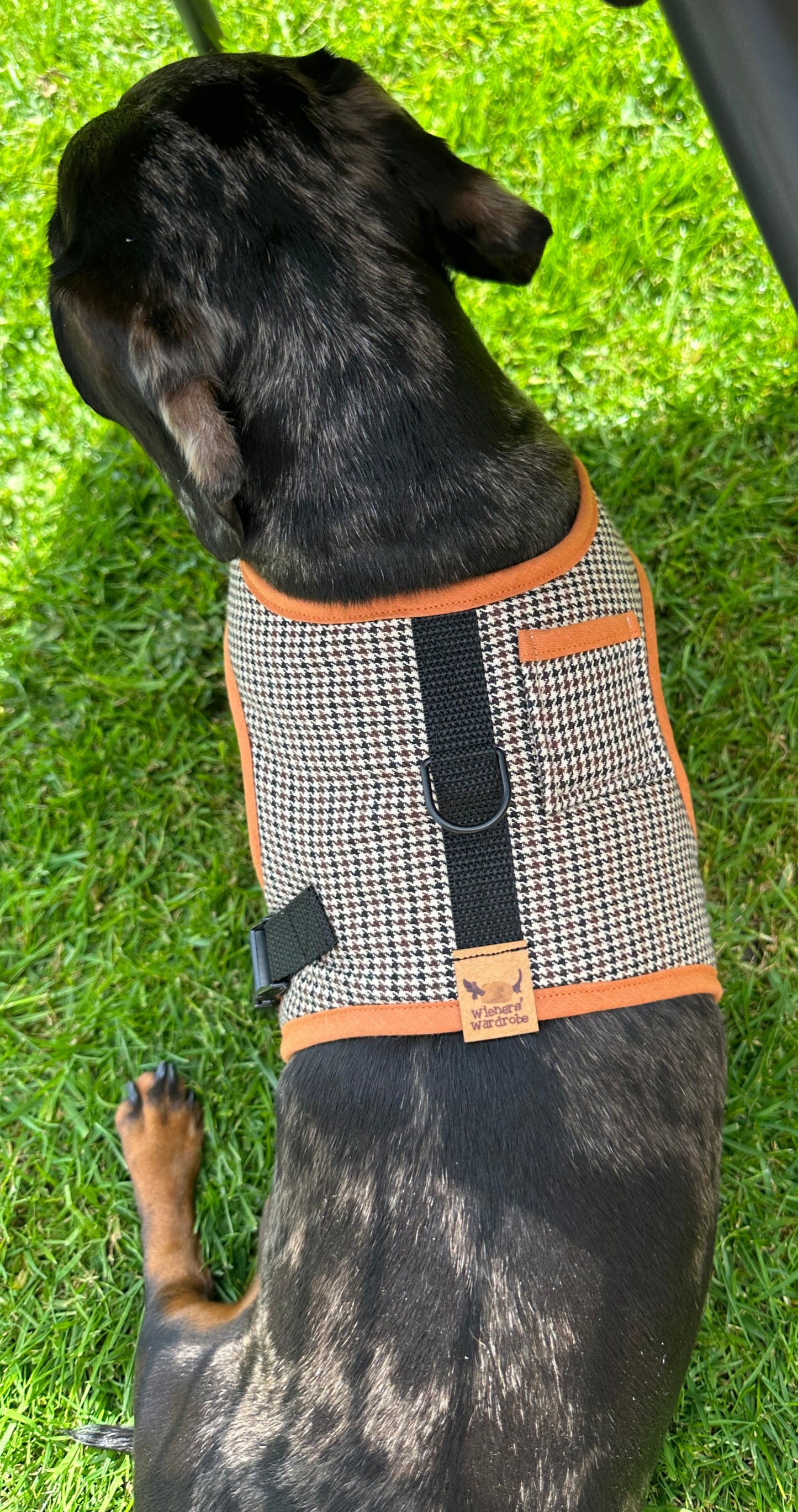 Distinguished Dachshund Harness - Wieners Wardrobe