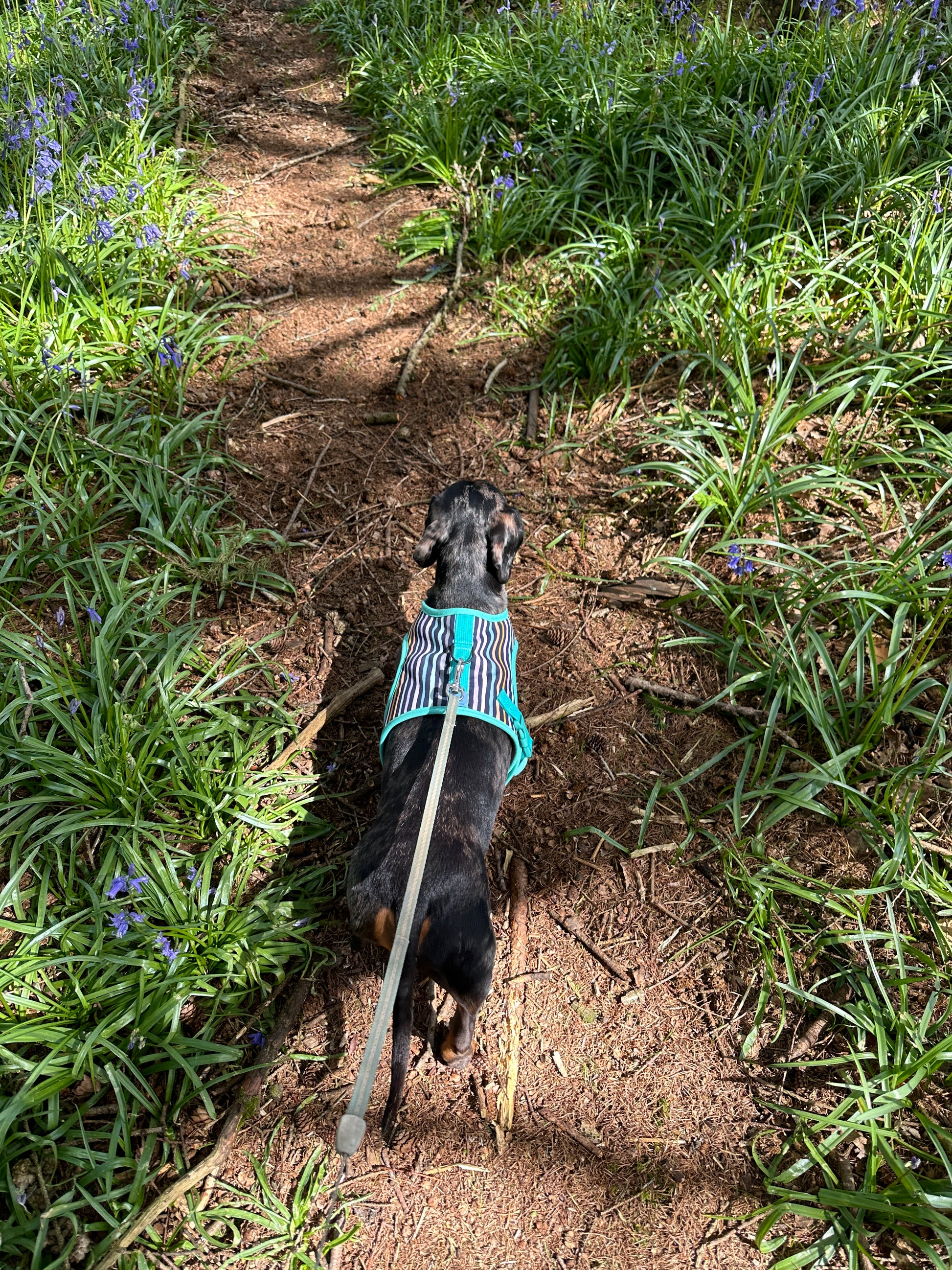 Stripey Sausage Dachshund Harness - Wieners Wardrobe