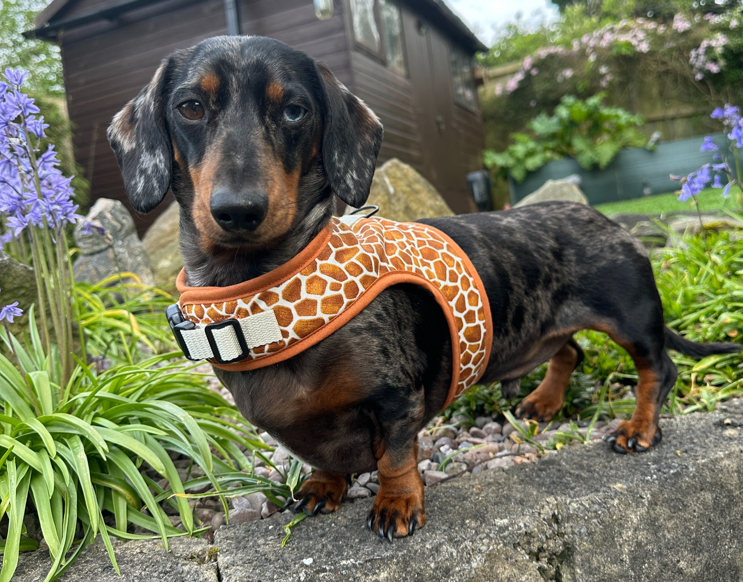 Giraffe print Dachshund Harness from Wieners Wardrobe