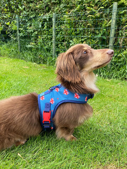 DMT Dog Rescue Charity Dachshund Harness - Wieners Wardrobe