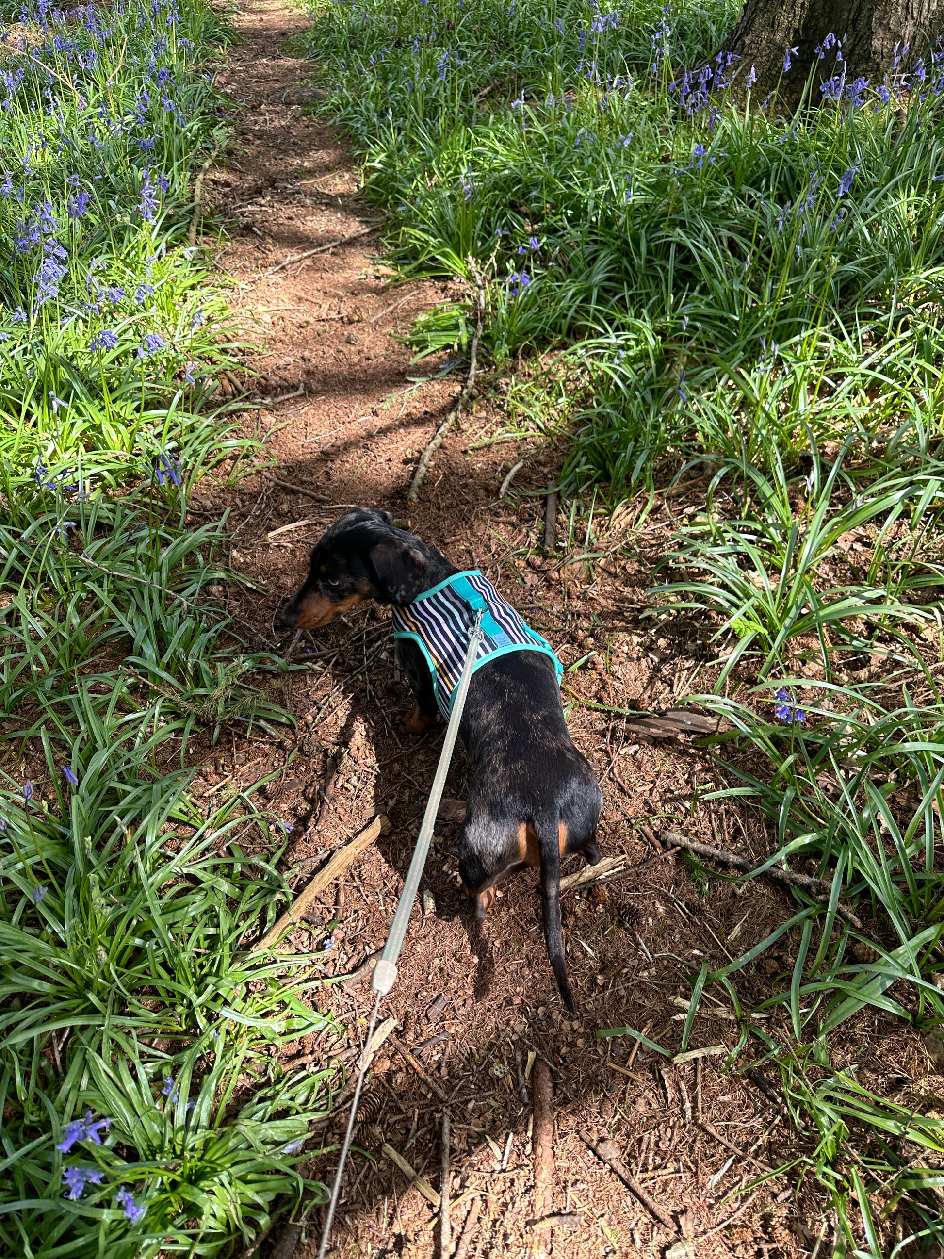 Stripey Sausage Dachshund Harness - Wieners Wardrobe