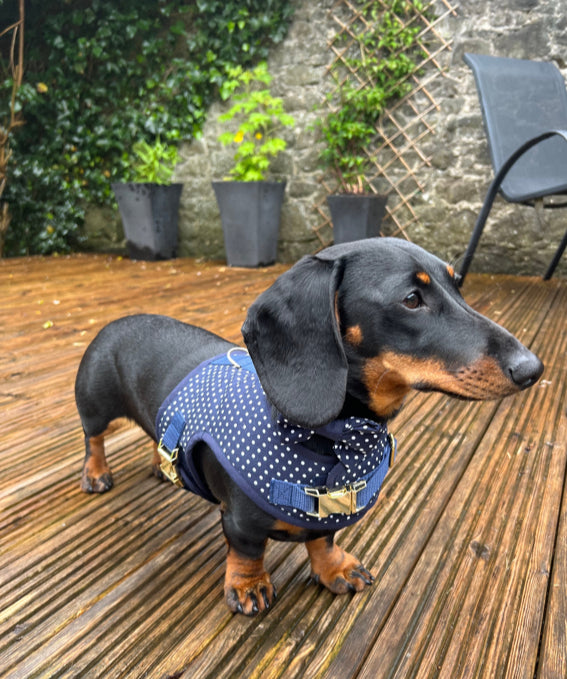 Spotty Sausage Dachshund Harness - Wieners Wardrobe