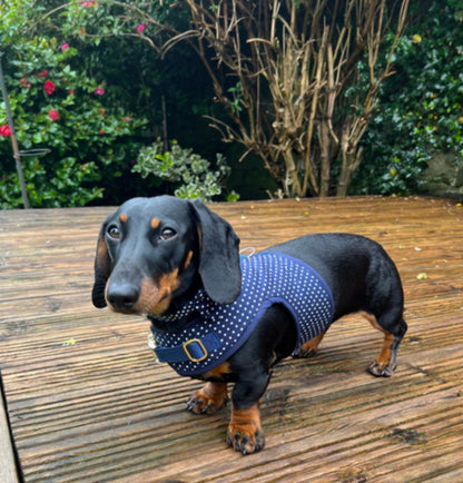 Spotty Sausage Dachshund Harness - Wieners Wardrobe