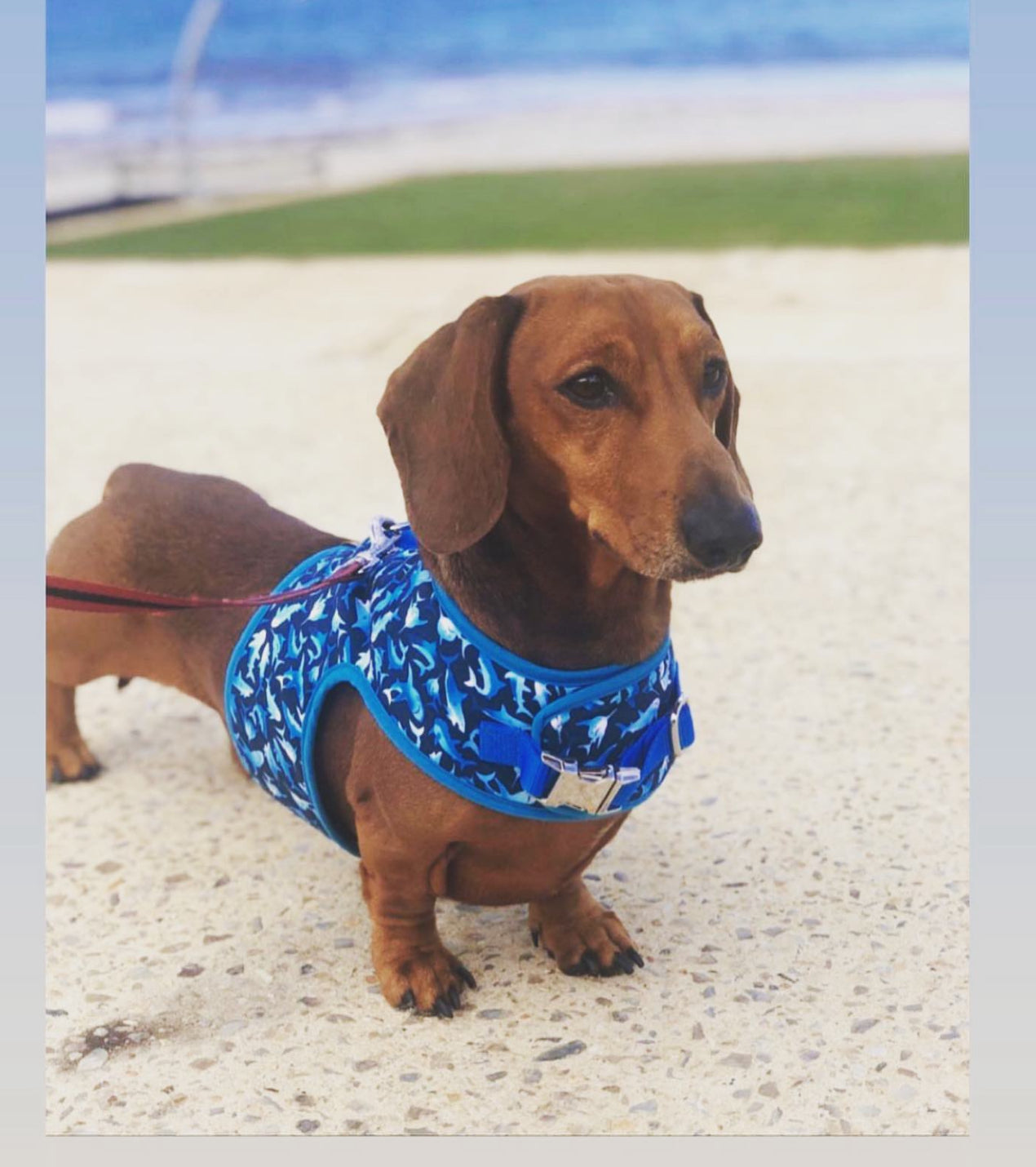 Sharkie Sausage Dachshund Harness - Wieners Wardrobe