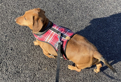 Distinguished Dachshund Harness - Wieners Wardrobe