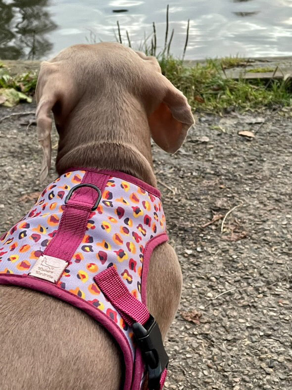 Feline Frankfurter Dachshund Harness - Wieners Wardrobe