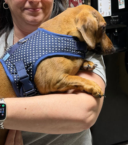 Spotty Sausage Dachshund Harness - Wieners Wardrobe