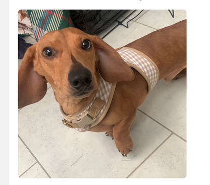 Distinguished Dachshund Harness - Wieners Wardrobe