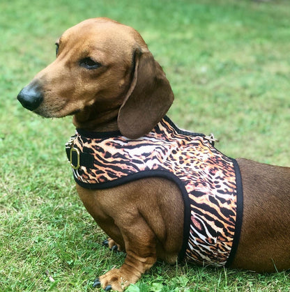 tiger print dachshund harness