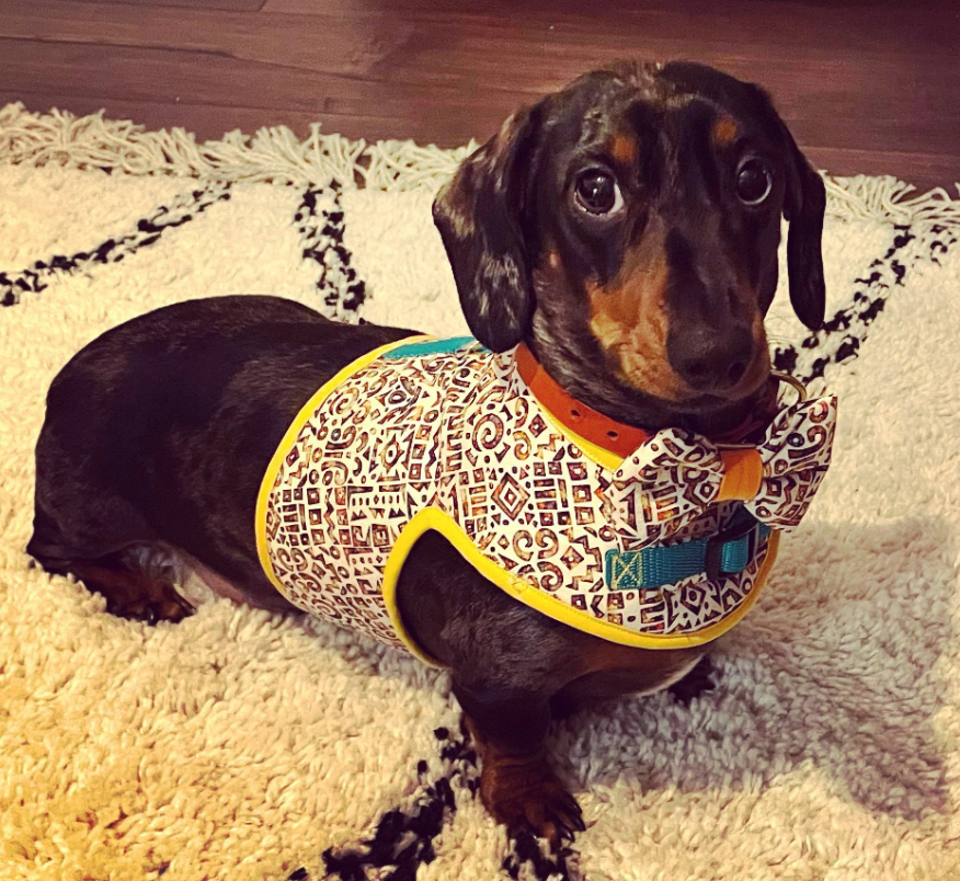 african print dachshund harness