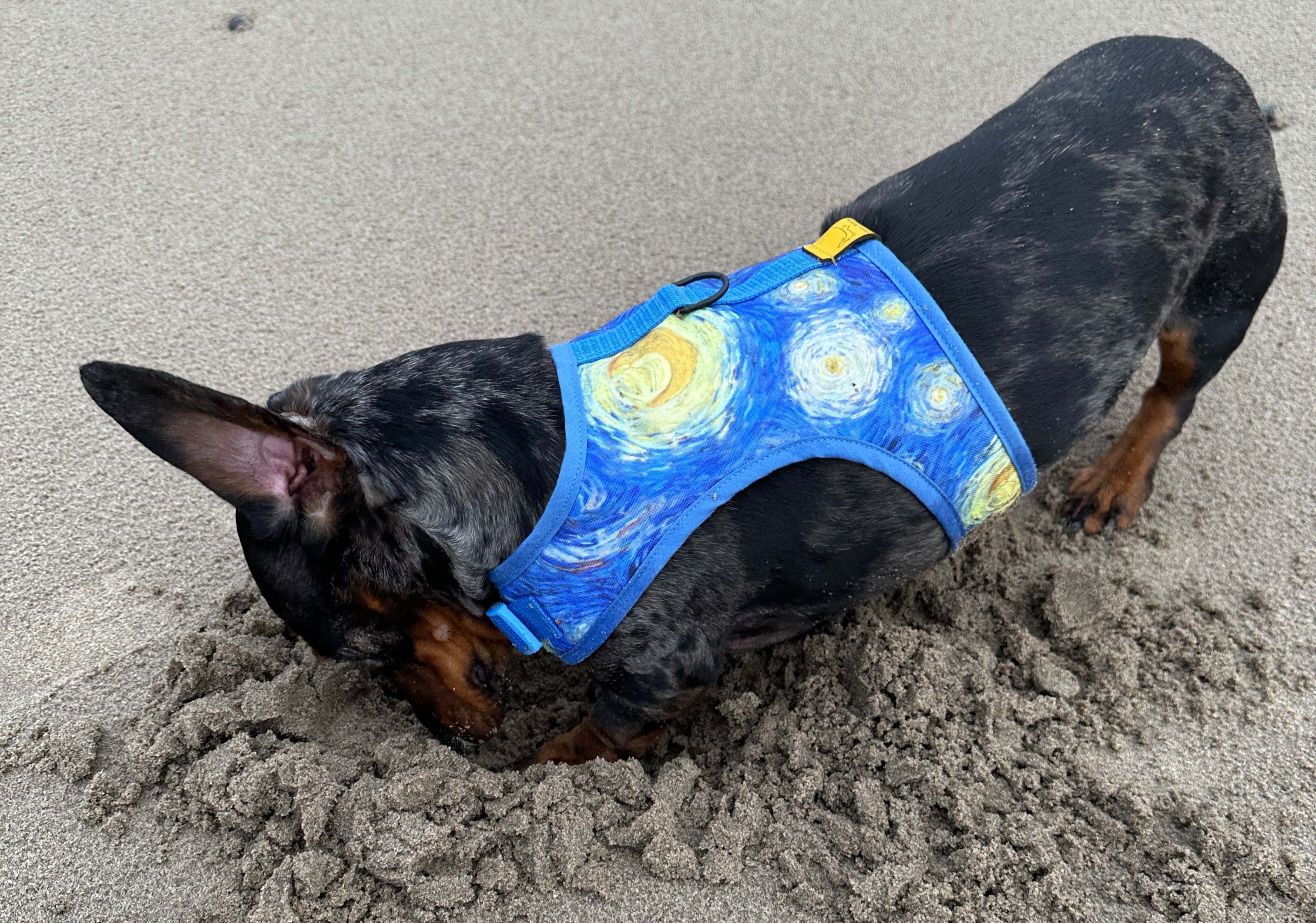 Starry Night Sausage Harness image 4