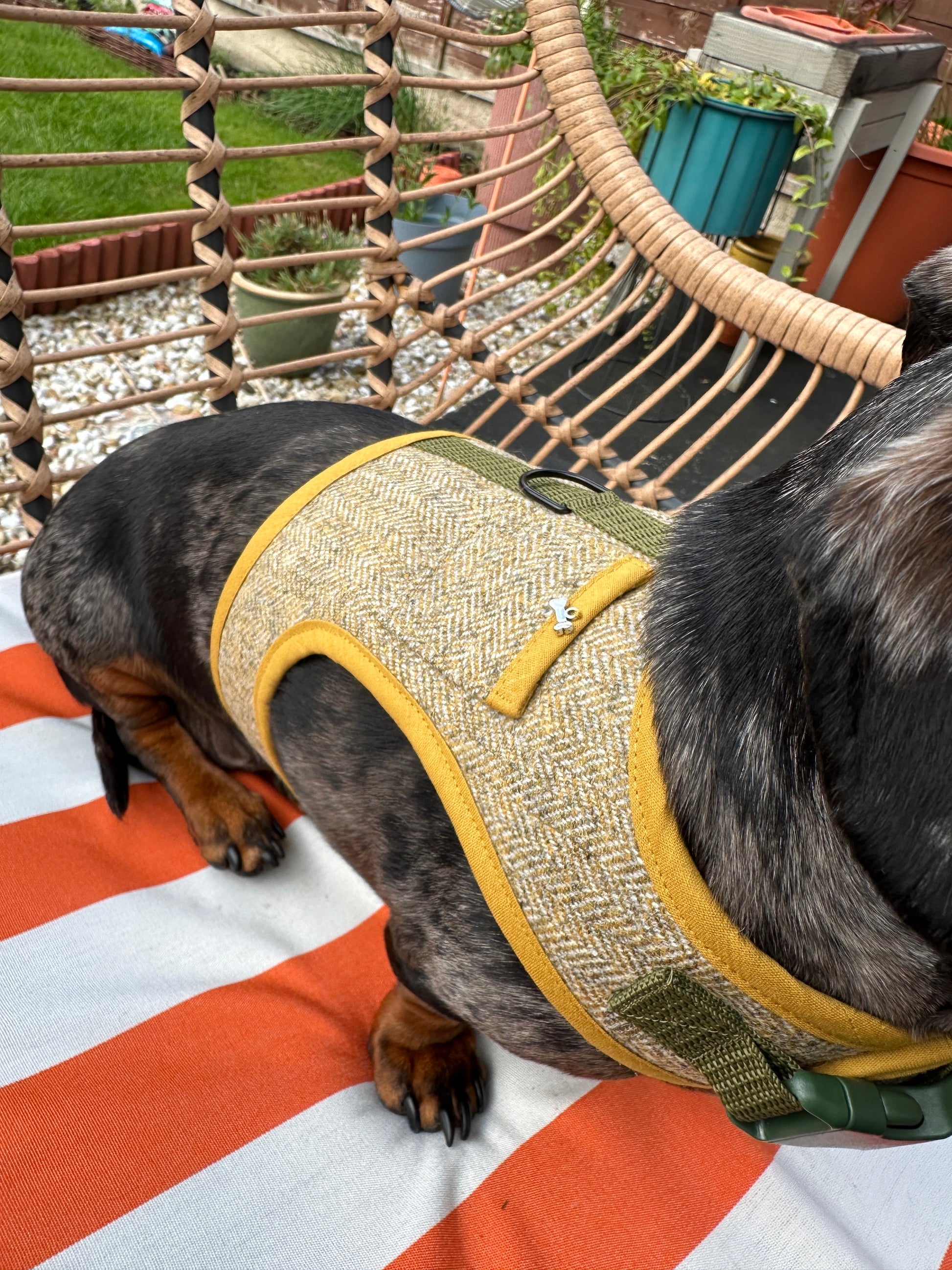 Woolly Wiener Dachshund Harness - Wieners Wardrobe