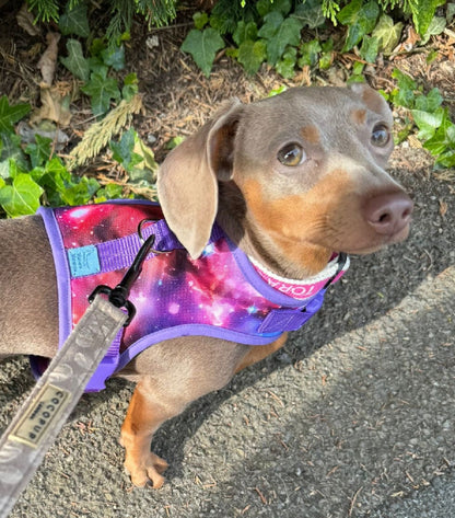 Space Sausage Dachshund Harness Range - Wieners Wardrobe