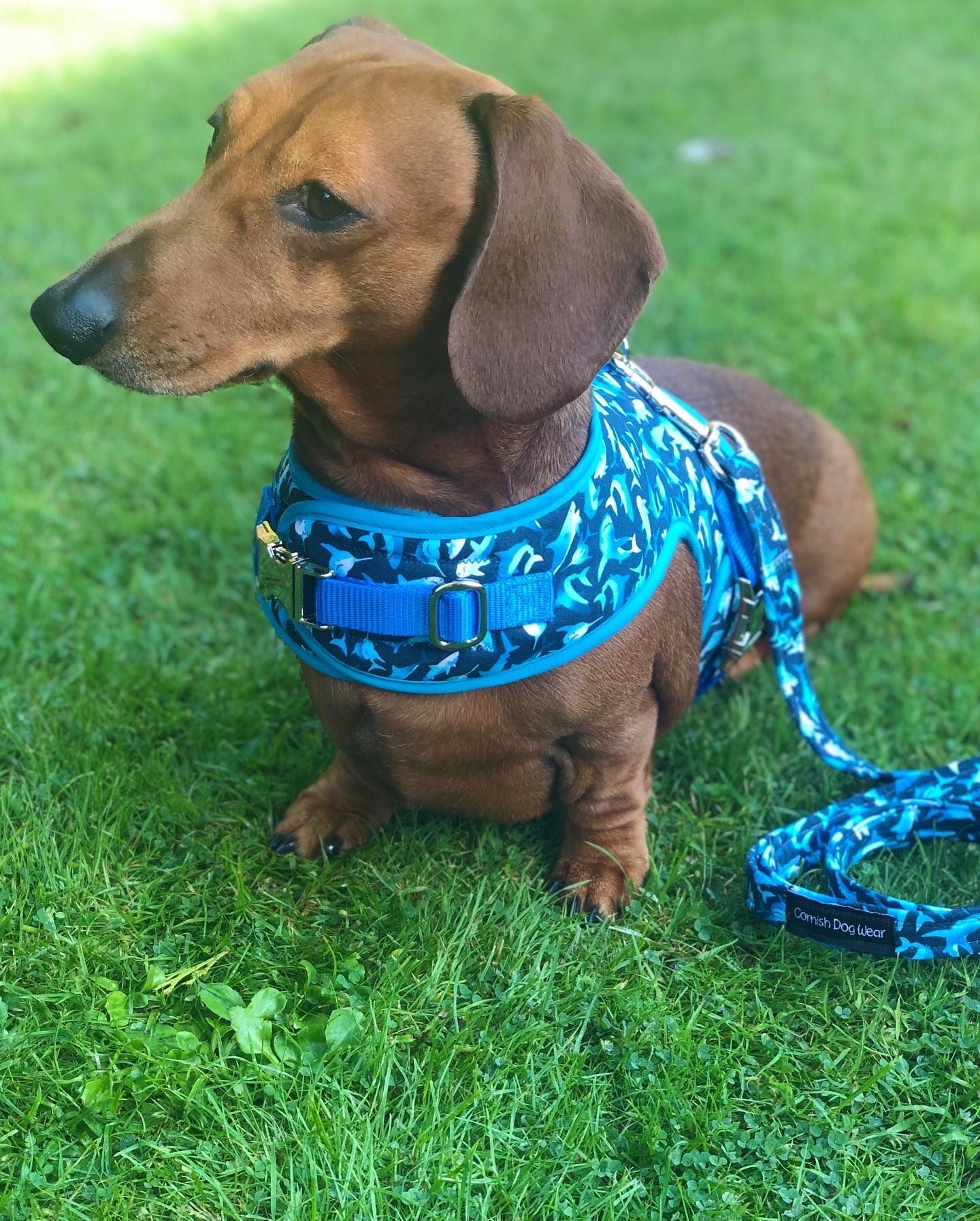 Sharkie Sausage Dachshund Harness - Wieners Wardrobe