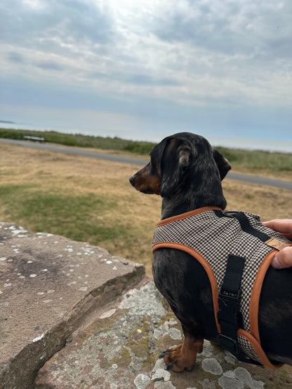 Distinguished Dachshund Harness - Wieners Wardrobe