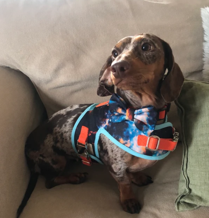 Space Sausage Dachshund Harness Range - Wieners Wardrobe