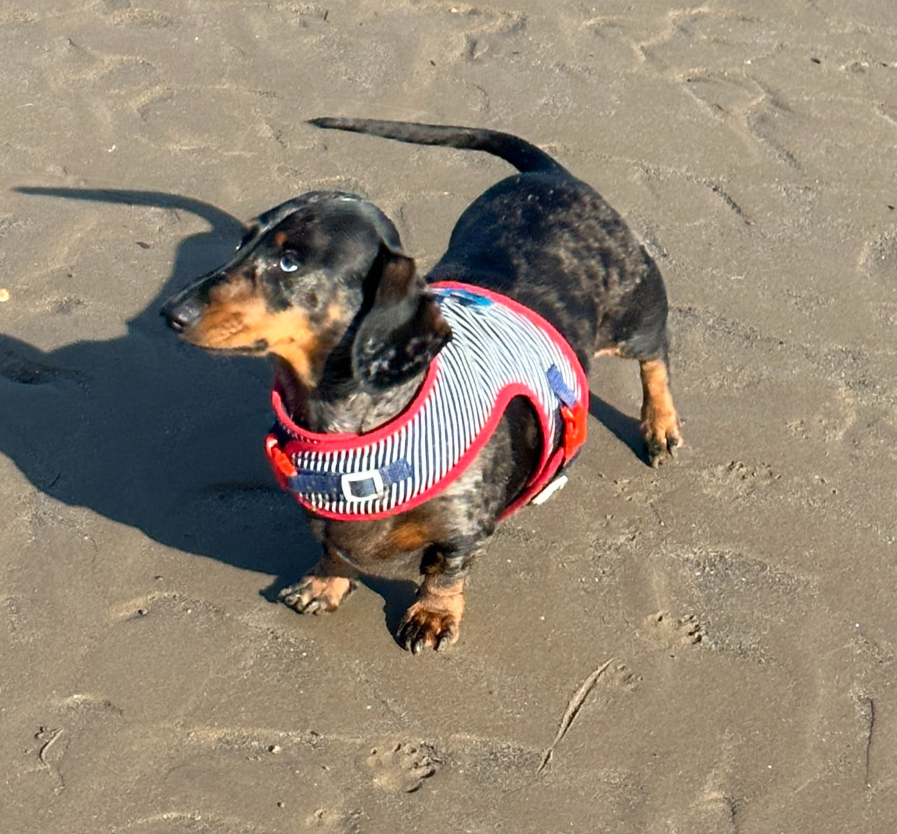 Sailor Sausage Dachshund Harness Range - Wieners Wardrobe