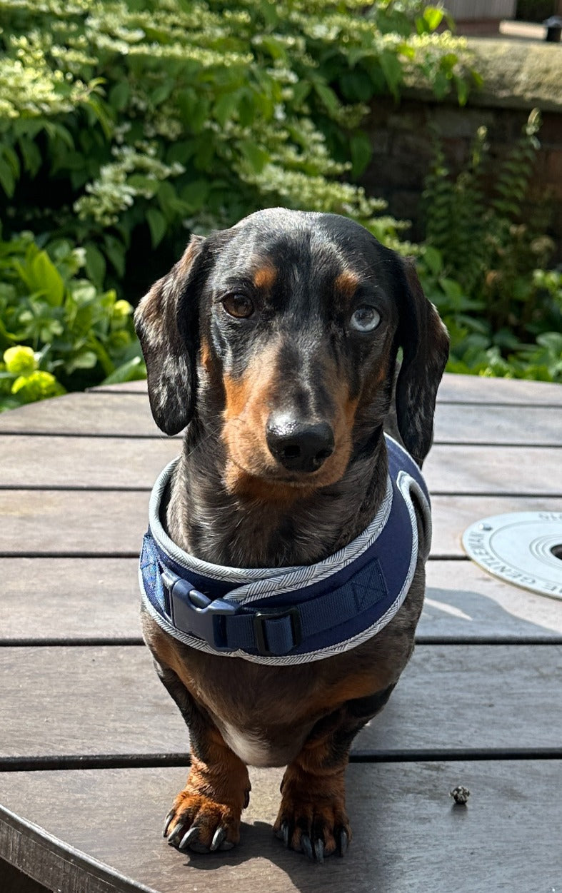 Navy Dachshund Harness - Wieners Wardrobe