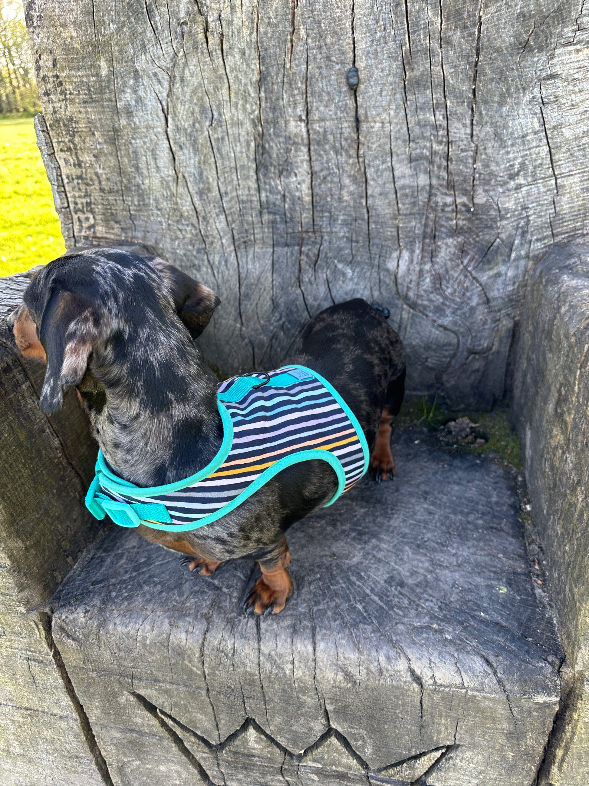 Stripey Sausage Dachshund Harness - Wieners Wardrobe