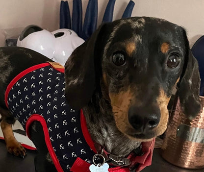 Sailor Sausage Dachshund Harness Range - Wieners Wardrobe