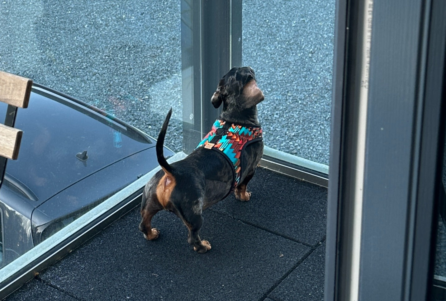 Wyoming Wiener Dachshund Harness - Wieners Wardrobe