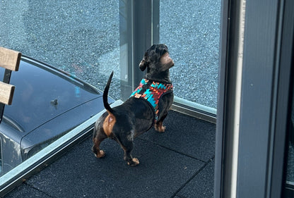 Wyoming Wiener Dachshund Harness - Wieners Wardrobe