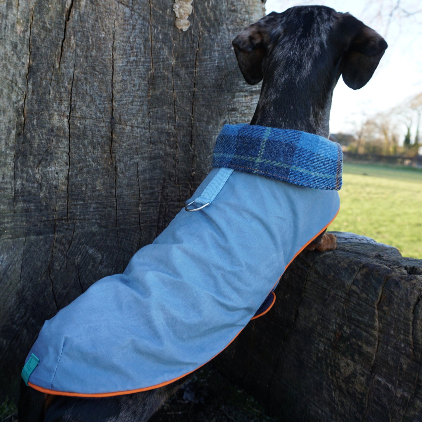 Waxed Wiener Dachshund Coat - Wieners Wardrobe