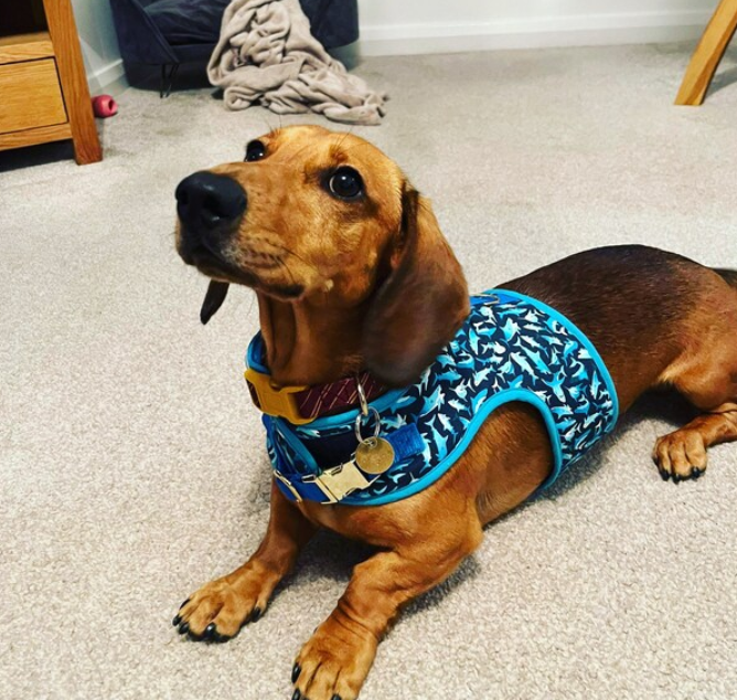 Sharkie Sausage Dachshund Harness - Wieners Wardrobe