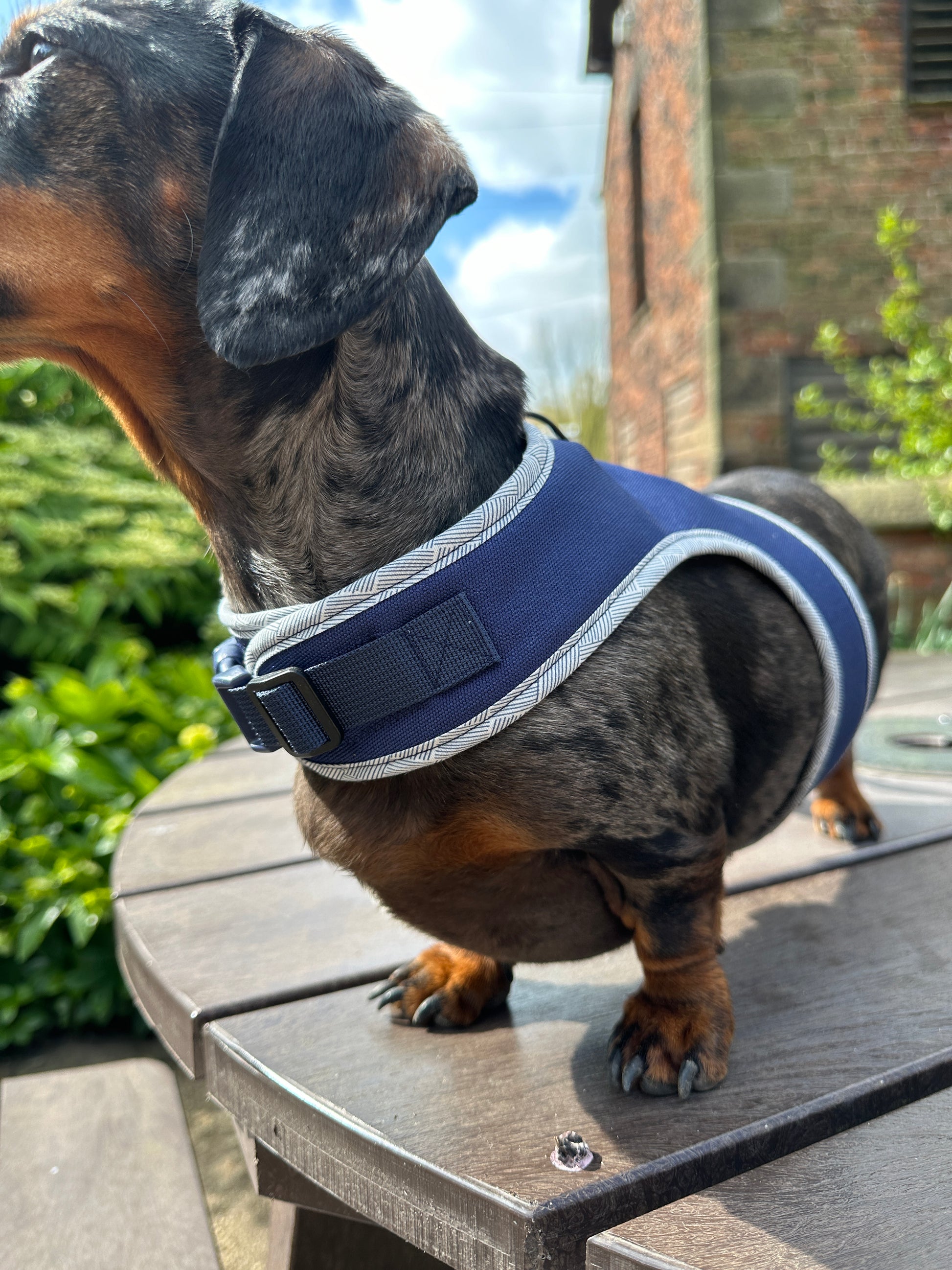 Navy Dachshund Harness - Wieners Wardrobe