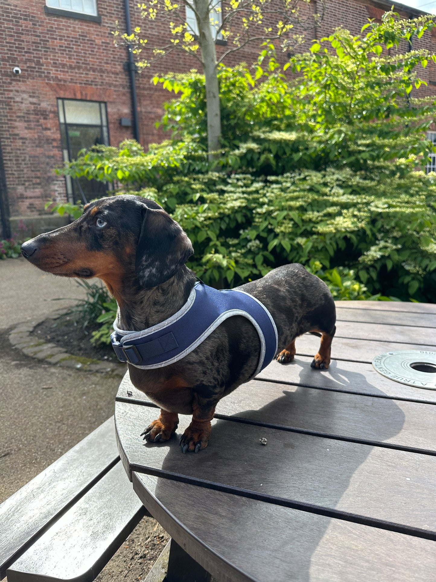 Navy Dachshund Harness - Wieners Wardrobe