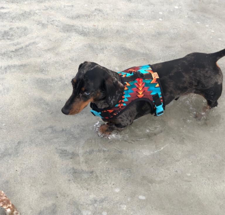 Wyoming Wiener Dachshund Harness - Wieners Wardrobe