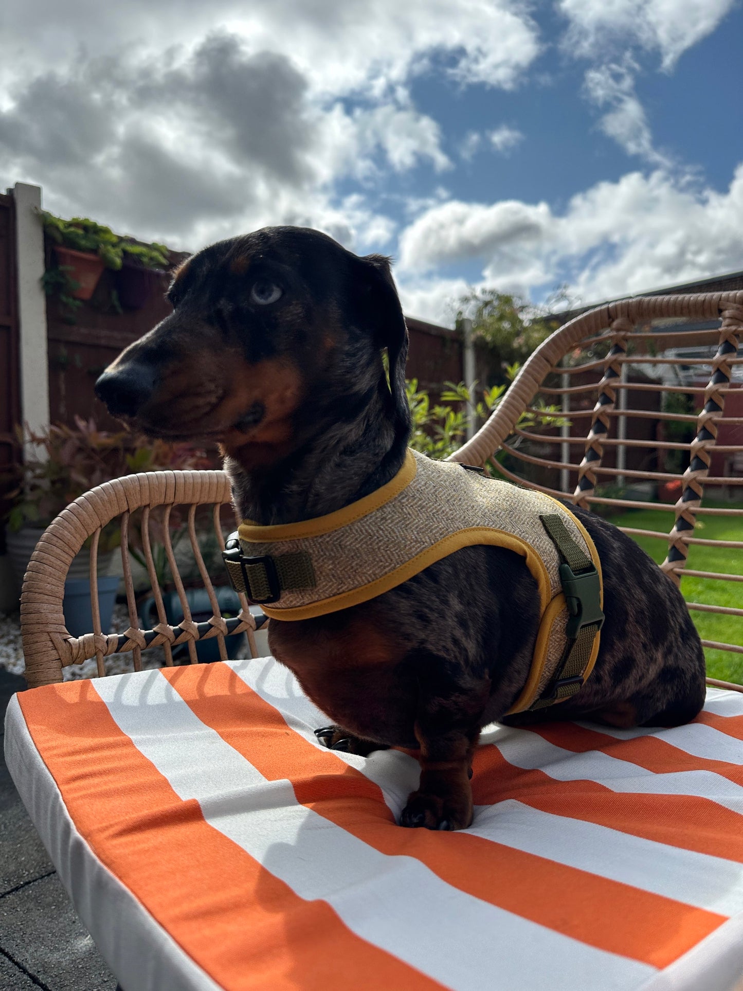 Woolly Wiener Dachshund Harness - Wieners Wardrobe