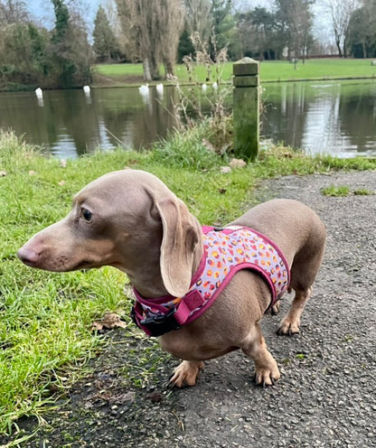 Feline Frankfurter Dachshund Harness - Wieners Wardrobe