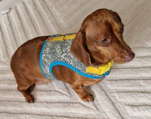 Botanical Bratwurst Dachshund Harness - Wieners Wardrobe