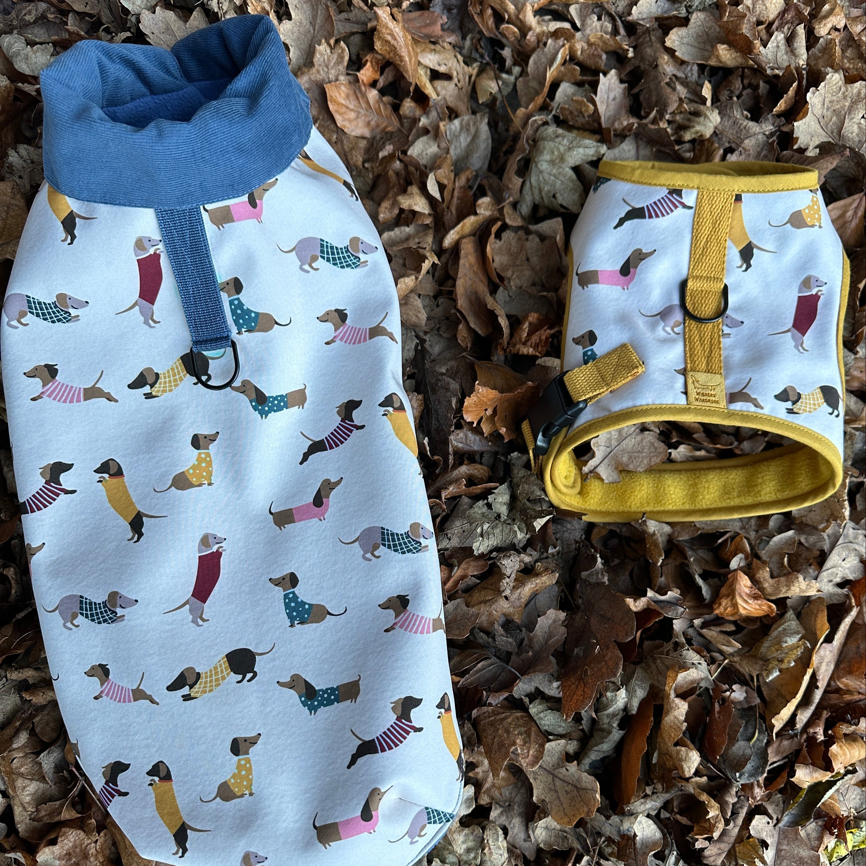 dinky dachshund coat and harness on autumnal leaves