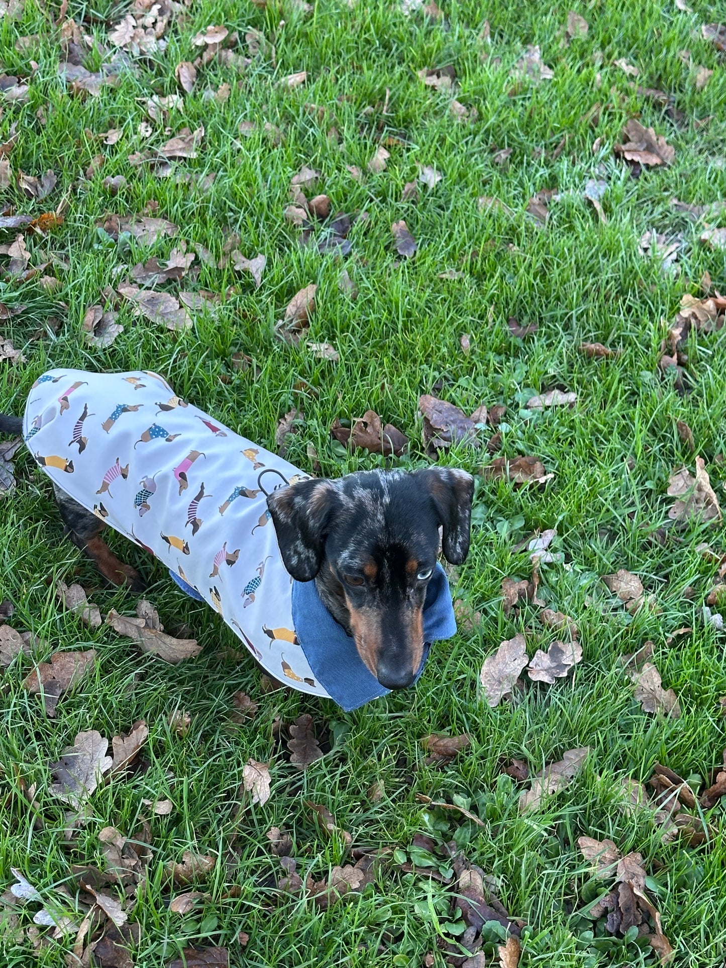 sausage dog coat. Wiener dog coat