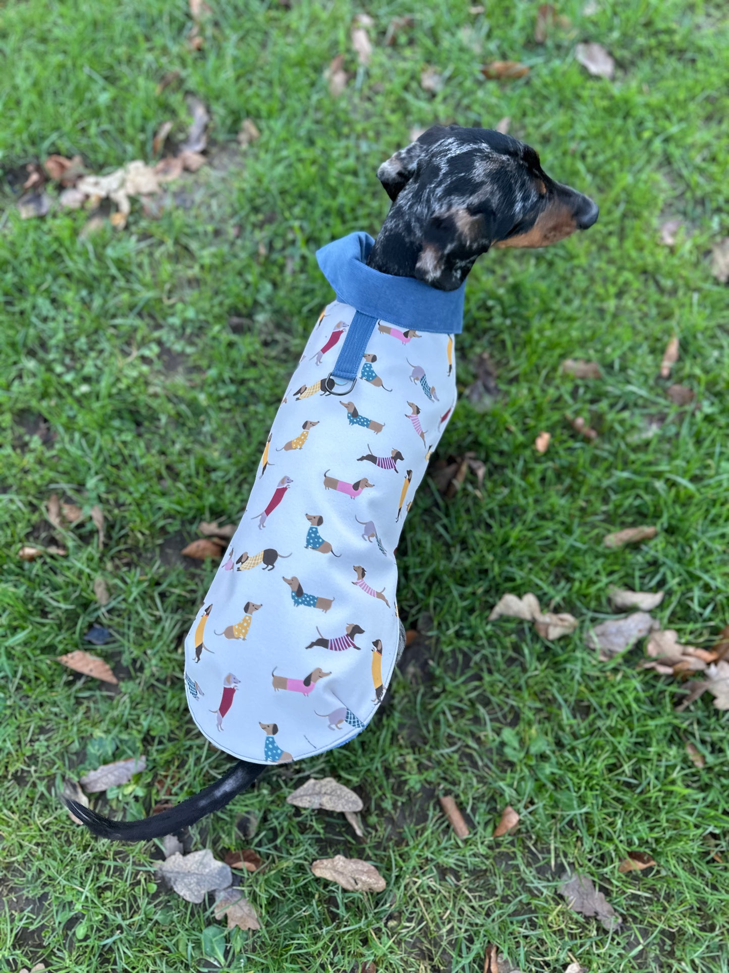 Dachshund Coat with dachshund print fabric and a blue corduroy collar