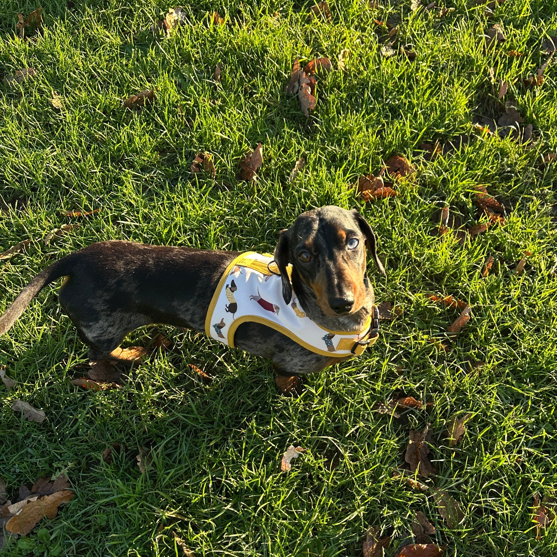 Dinky Dachshund Harness - Wieners Wardrobe