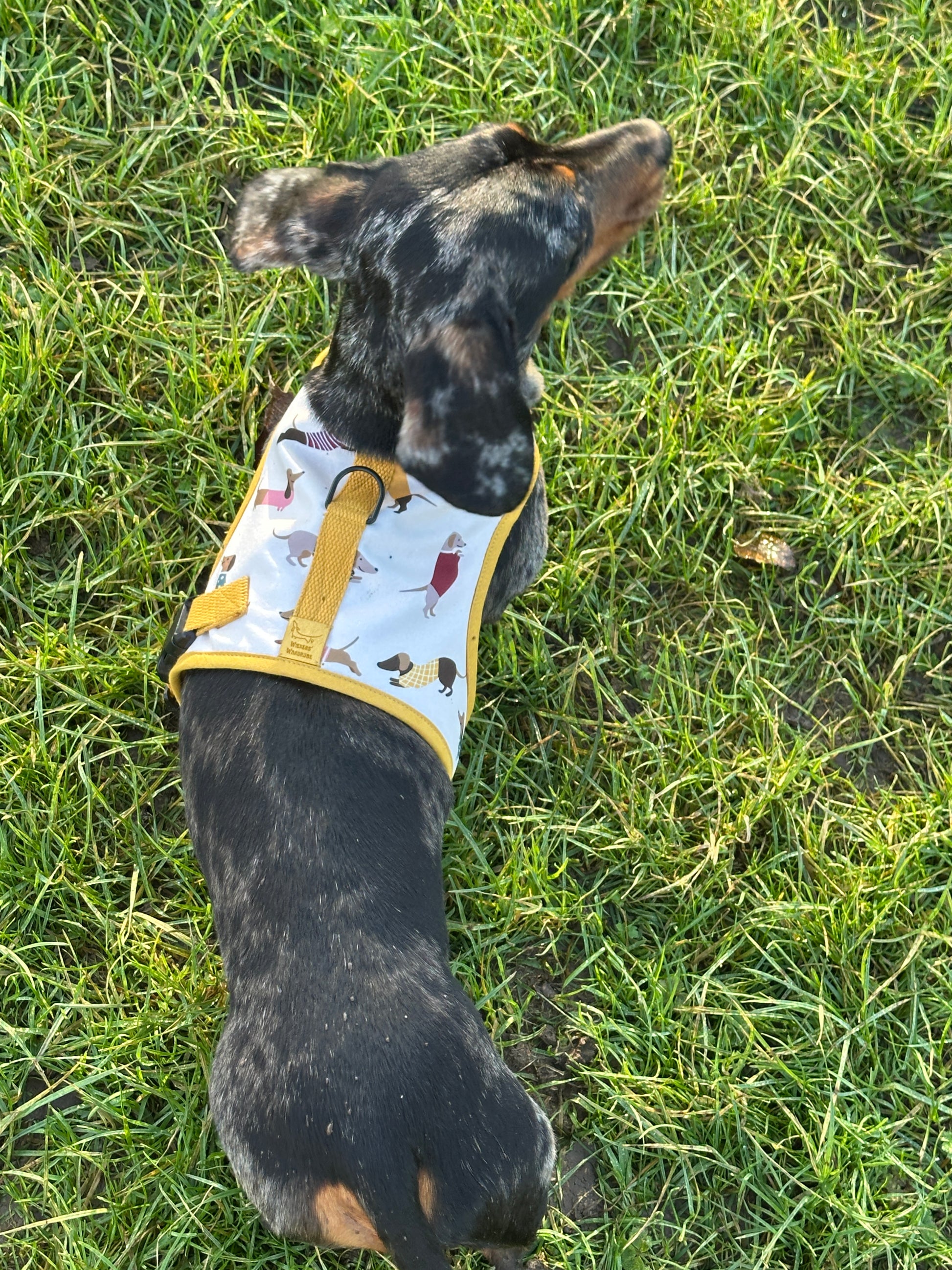 Dinky Dachshund Harness - Wieners Wardrobe