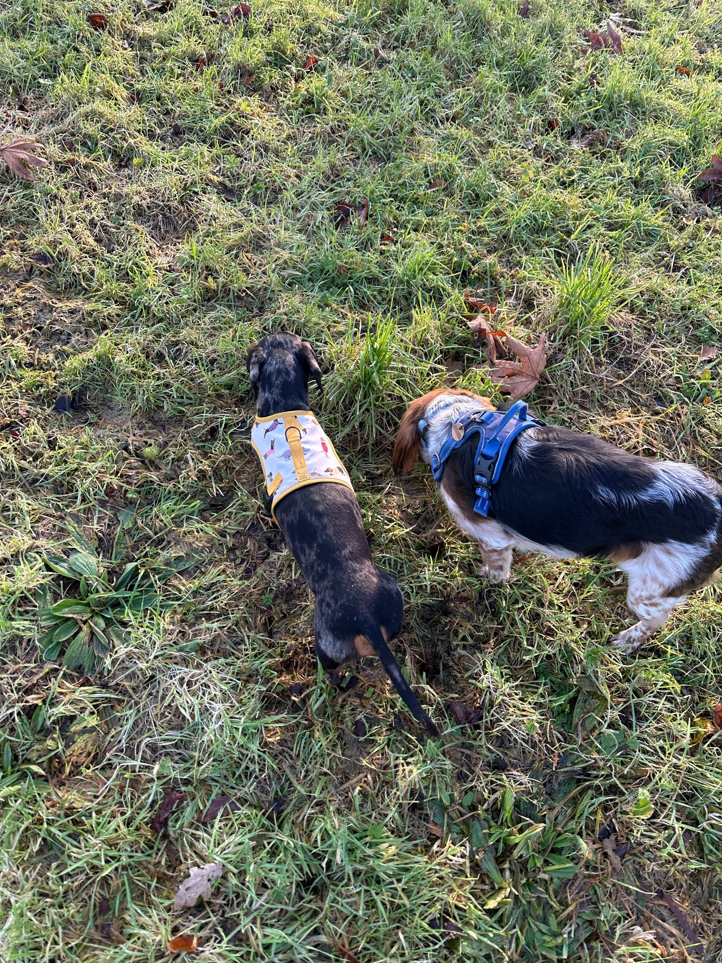 Dinky Dachshund Harness - Wieners Wardrobe