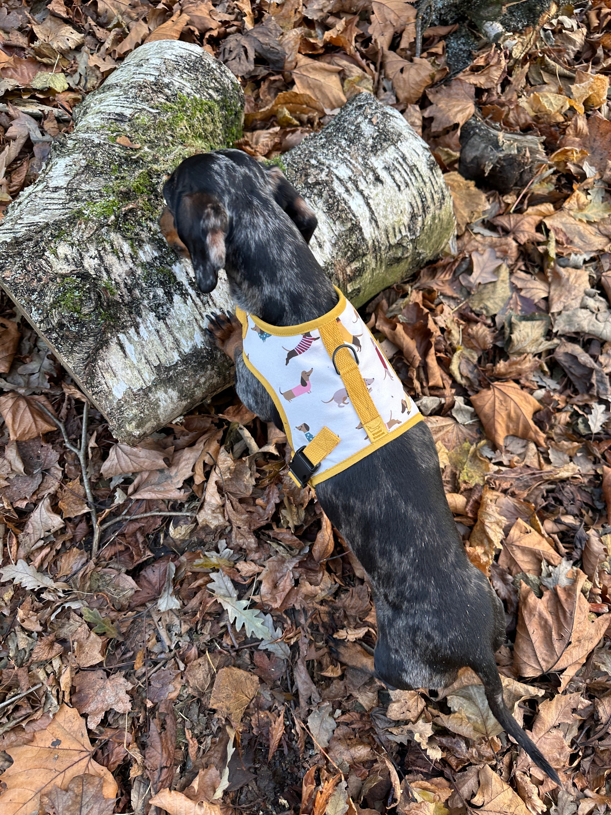 Dinky Dachshund Harness - Wieners Wardrobe