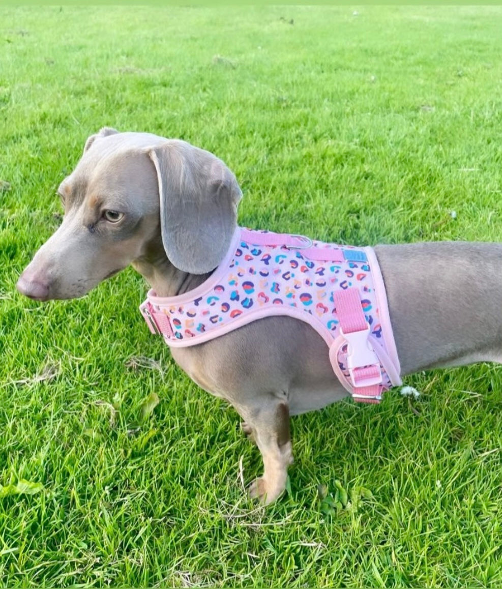 Feline Frankfurter Dachshund Harness - Wieners Wardrobe