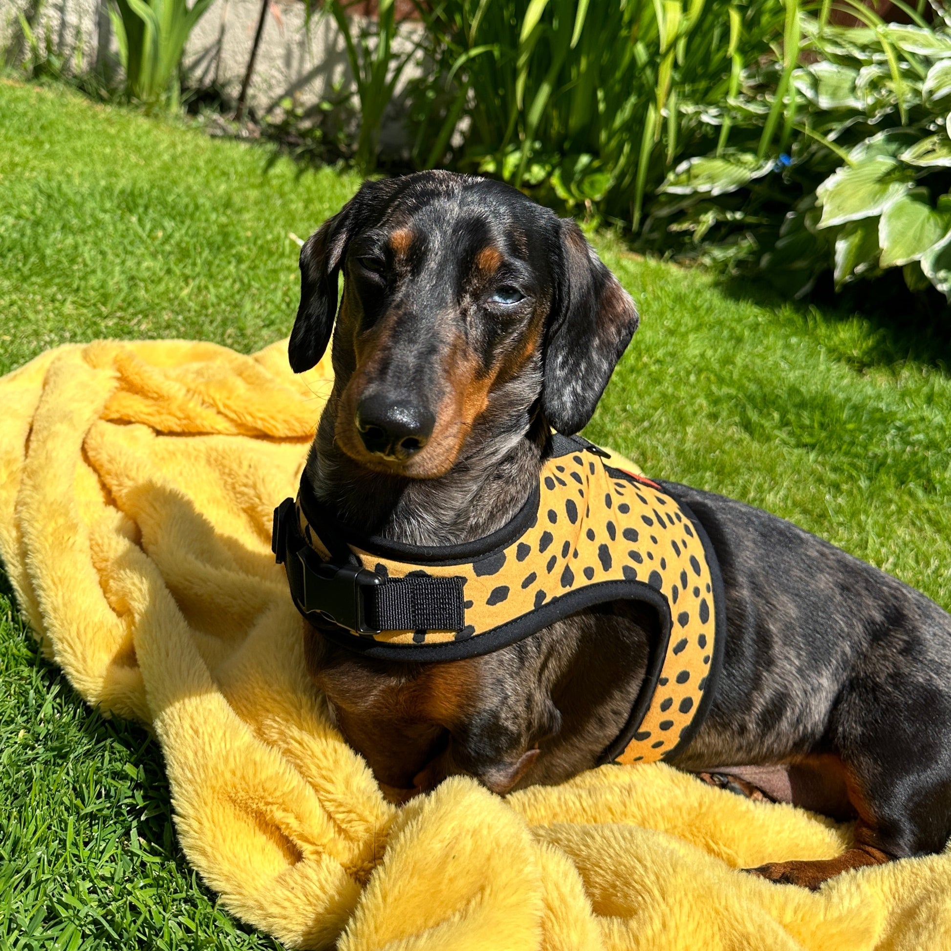 mustard spots dachshund harness