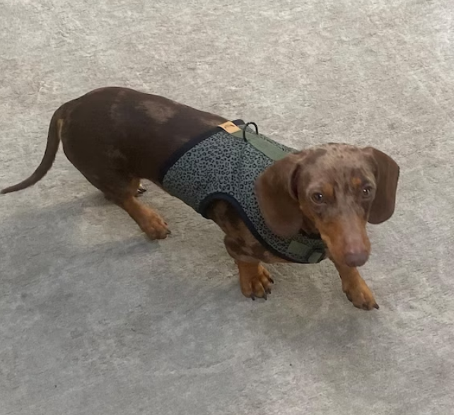 Khaki animal print dachshund harness