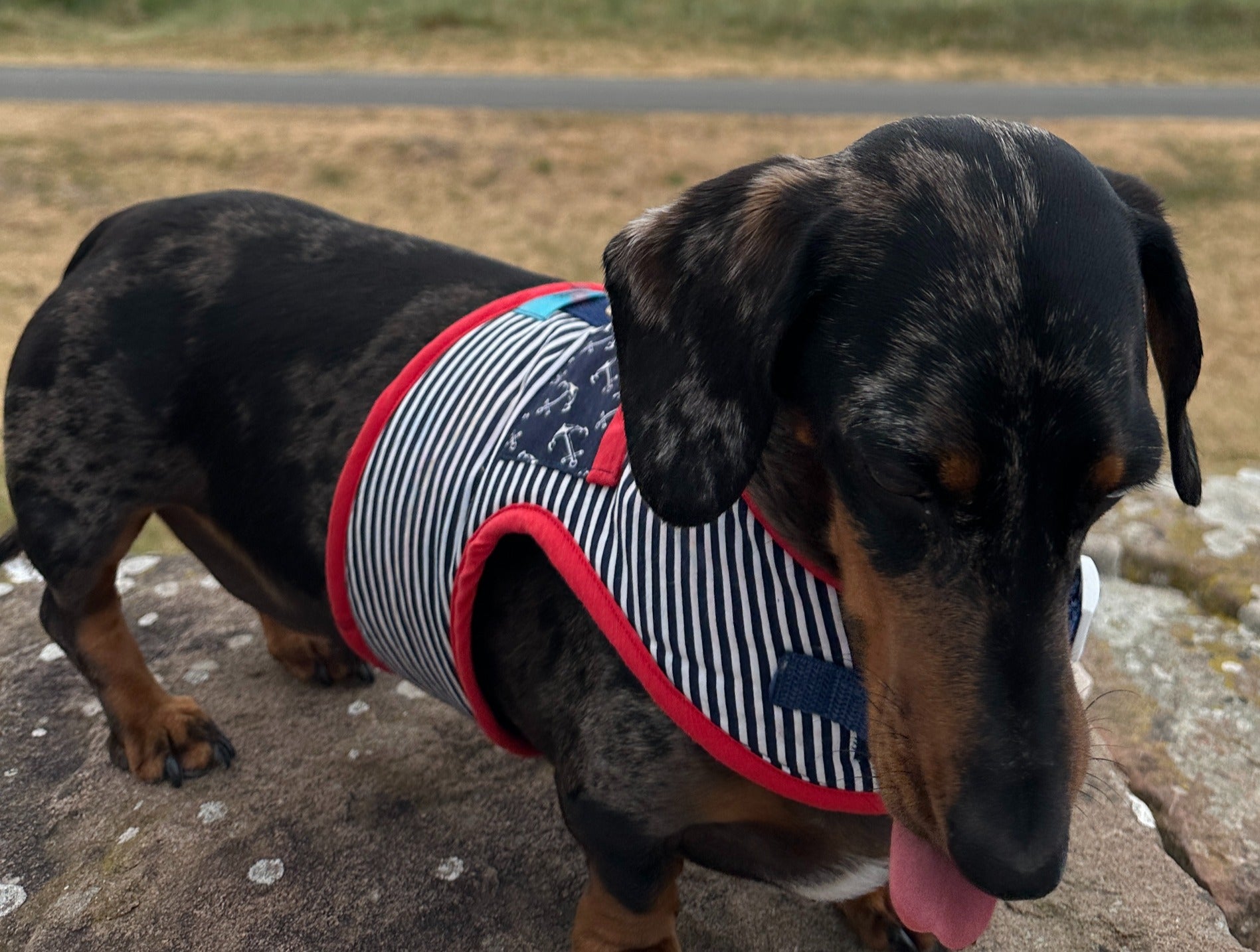 Sailor Sausage Dachshund Harness Range - Wieners Wardrobe