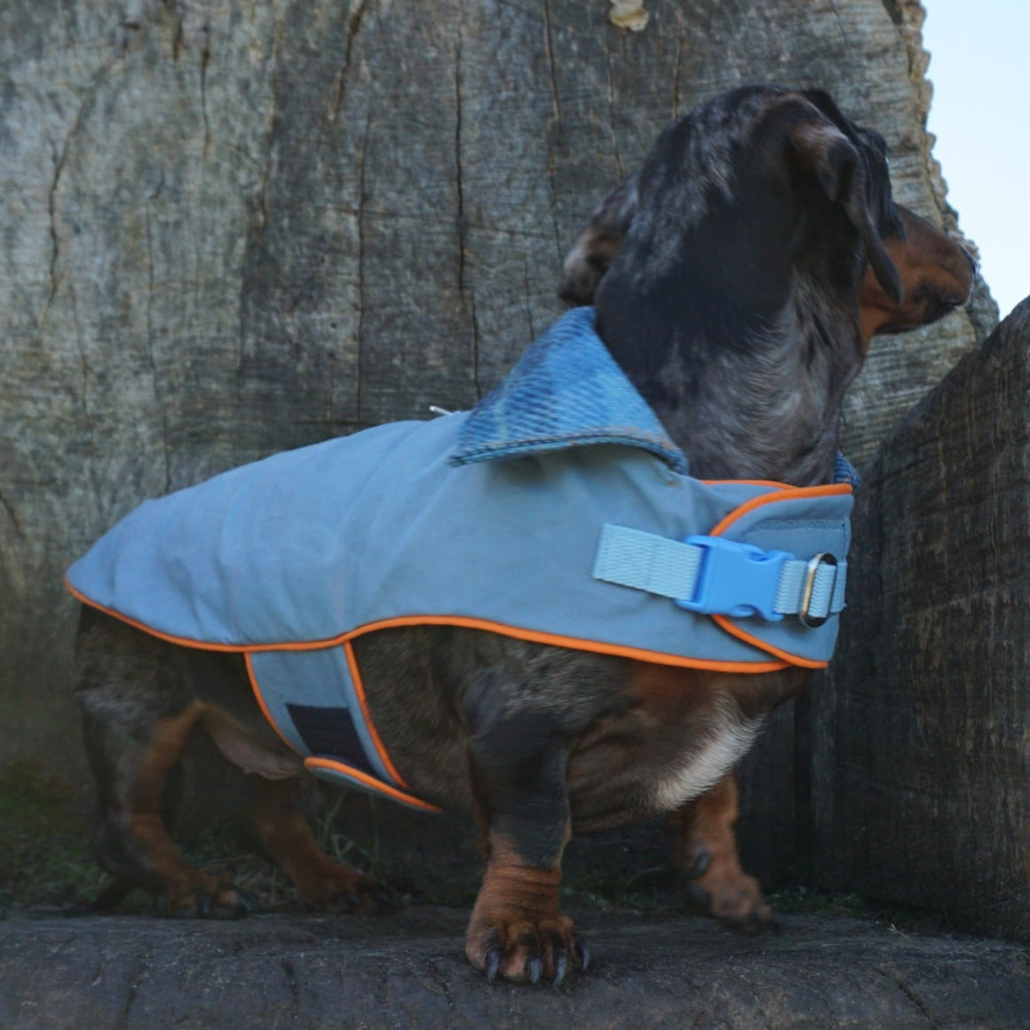 Waxed Wiener Dachshund Coat - Wieners Wardrobe