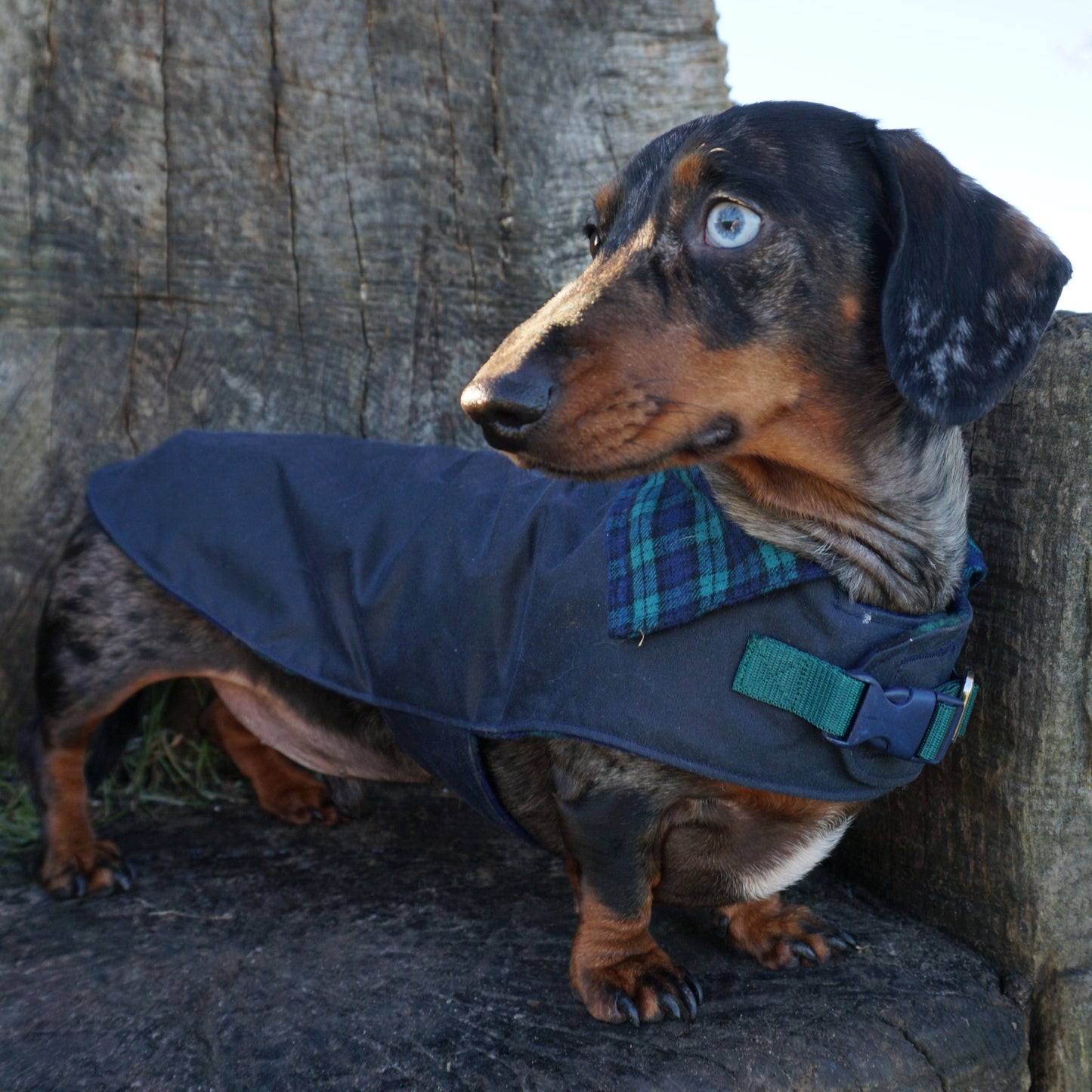 Waxed Wiener Dachshund Coat - Wieners Wardrobe