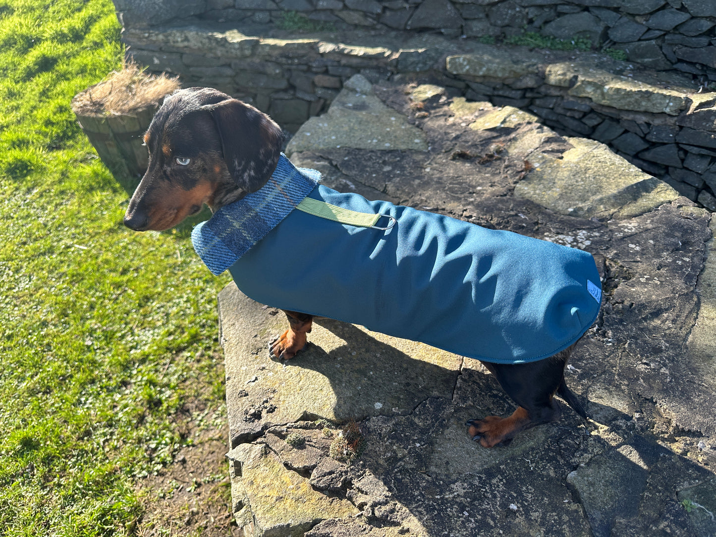 Technical Teckel Dachshund Coat - Wieners Wardrobe